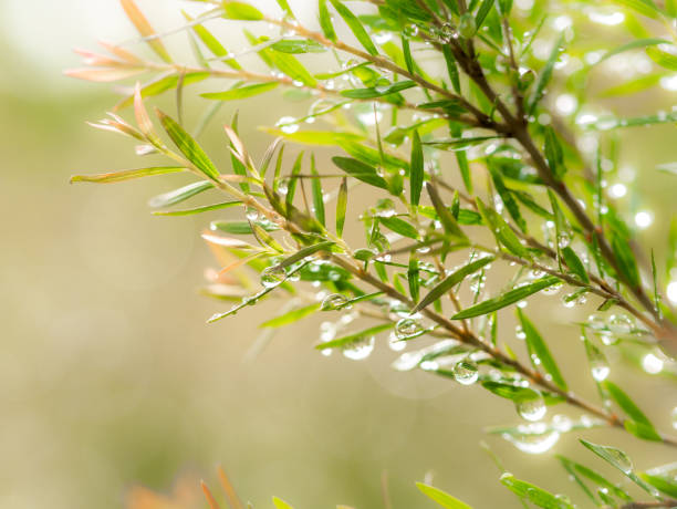 tea tree oil s rosou